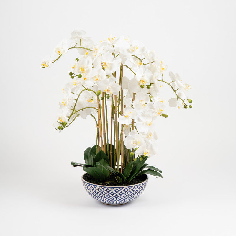 71cm Orchid in Blue/White Pot