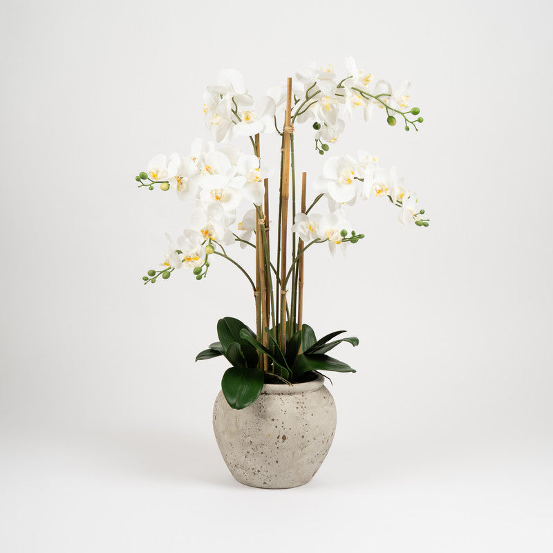 90cm Oversized Orchid