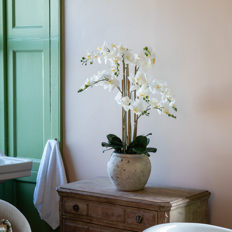 90cm Oversized Orchid