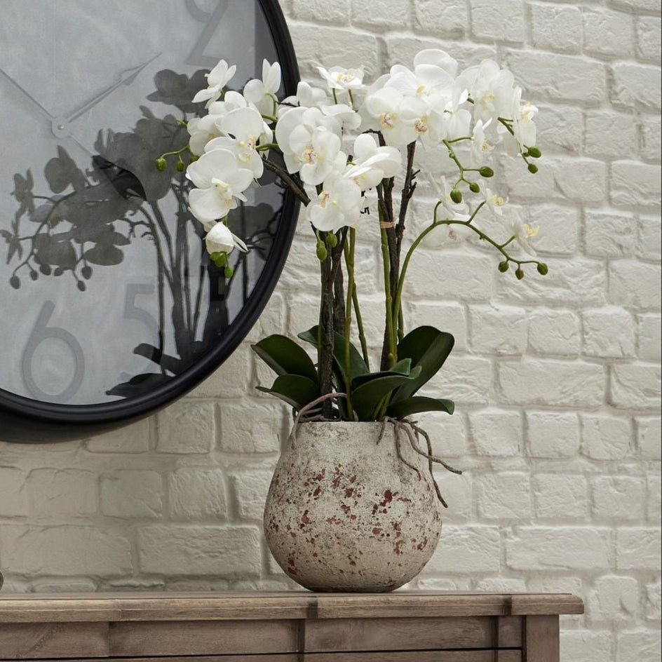 Large Stone Potted Orchid With Roots